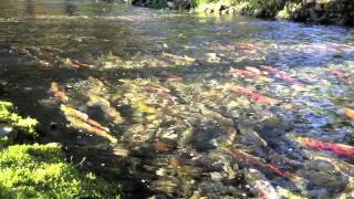 Bald Eagles amp Salmon Spawning [upl. by Dunton220]