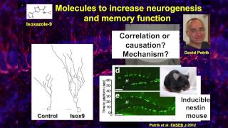 NEURON Conference 2014  quotAdult Hippocampal Neurogenesisquot  Amelia Eisch [upl. by Arymas885]