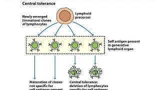 BIOL3530Tolerance and Autoimmunity [upl. by Nandor687]