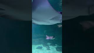 Ripleys aquarium myrtle beach [upl. by Macdermot923]