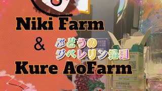 ぶどうのジベレリン処理 Kure Aofarm＆Niki Farm 2024522 [upl. by Trocki]