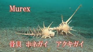 アクキガイ ホネガイ Murex Troschels Murex 骨貝 Live Murex Shell [upl. by Auohc]