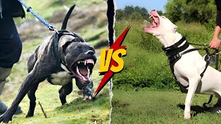 Cane Corso VS Dogoargentino  Which Is Better [upl. by Ycniuq]