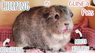 Guinea Pig Chirping Rarest Guinea Pig Sound Caught on Camera [upl. by Trovillion]