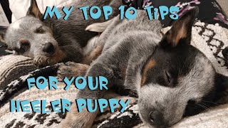 Australian Cattle Dog  My TOP 10 TIPS For Your Heeler Puppy [upl. by Annaehr]