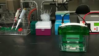 Introduction to Polyacrylamide gel electrophoresis PAGE for Oligonucleotides [upl. by Bills]