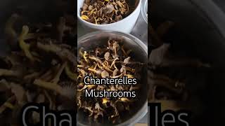 Chanterelles mushrooms  from the wild forest in France 🇫🇷 mushroom shorts youtubeshorts [upl. by Airemaj]