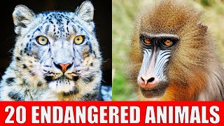 ENDANGERED ANIMALS  Learn Animal Species in Danger of Extinction [upl. by Nilloc723]