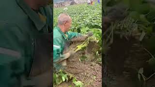 Broad bean harvesting process Good tools and machinery can increase work efficiency [upl. by Irabaj]