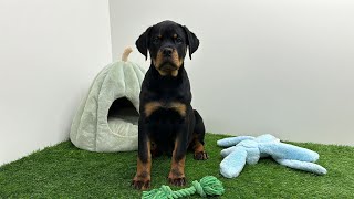 🐶 Rottweiler 🐶 teefje 🐶 PUP ID 010127796 🐶 [upl. by Kcirderfla]