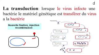 TRANSFERT DE MATERIEL GENETIQUE CHEZ LA BACTERIE [upl. by Gile]