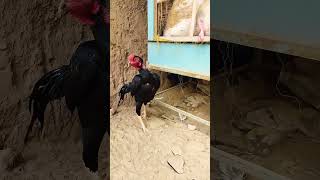 Aseel murga farm  murgi farming  aseel murga farming shortsyoutubeshortsviralvideoaseel birds [upl. by Mcleroy483]