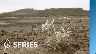 Replanting the Reservoirs Year One  Klamath River Restoration  Restoring at Scale  SERIES [upl. by Annis459]