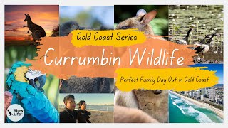 Currumbin Wildlife Sanctuary  Perfect Family Day Out in Gold Coast Australia [upl. by Etty344]