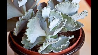 Cotyledon Undulata House Plant [upl. by Kalil729]