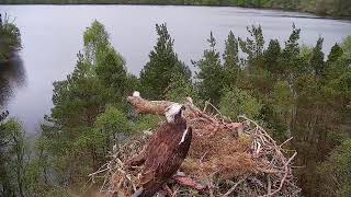 Live osprey nest camera at Loch of the Lowes Wildlife Reserve [upl. by Dorothi]