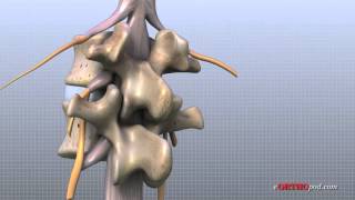 VERTEBRAL COLUMN ANATOMY 12 [upl. by Noelopan]