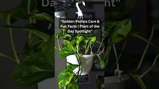 🌿quotGolden Pothos Care amp Plant Facts  Plant of the Day SpotlightquotGoldenPothos PlantOfTheDay [upl. by Dav580]