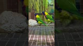 Rosenbergs Lorikeet Trichoglossus haematodus rosenbergii Lori mnohobarvý biakský [upl. by Hoj550]