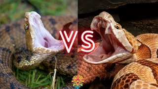 The VISCIOUS Cottonmouth VS The TERRIFYING Copperhead Who Will Win The Fight [upl. by Lanny]