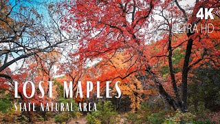 Fall Foliage in Lost Maples State Natural Area  Vanderpool TX  Texas State Parks in 4K [upl. by Merissa247]