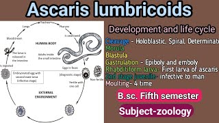 Ascaris development and life cycle Bsc Fifth semester subjectzoology [upl. by Assil]