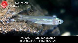 Rasbora trilineata THE SLEEK SCISSORTAIL RASBORA Leopard Aquatic T002A [upl. by Syd378]