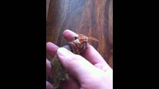 Atlas moth Attacus atlas emerges from cocoon in Canterbury UK [upl. by Oznohpla]