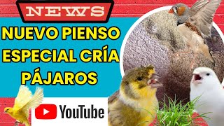 COMO HACER EL MEJOR PIENSO CASERO NATURAL ECONÓMICO PARA PAJAROS CANARIOS exoticosperofamiliares [upl. by Elaynad]