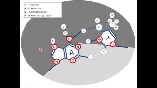 Chrashkurs Genetik Strukturen 4 Große und kleine Furche der DNA Doppelhelix [upl. by Galer439]