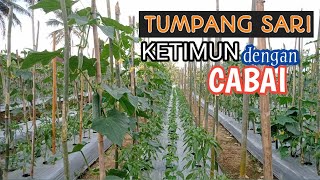 REVIEW TUMPANG SARI CABAI DENGAN TIMUN [upl. by Sacha]