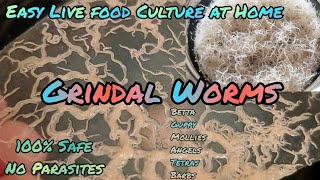 Grindal Worms 100 Easy Culture at Home  Tamil  Dorsal Fin [upl. by Tracy706]