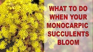 What to do when monocarpic succulents bloom [upl. by Larual638]