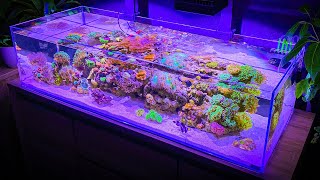 3 Hours of Shallow Reef Aquarium Relaxation Aquarium Meditation [upl. by Magdalene185]