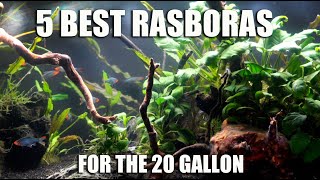 5 Best RASBORAS For The 20 Gallon or Smaller 💙❤️💚 [upl. by Androw]