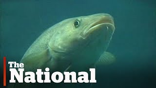 Newfoundland cod fishery Lessons not learned [upl. by Riane]