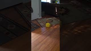 Yeti toy poodle playing with giant ball 1032024 [upl. by Bogey]