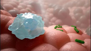 How Do Immune Cells Recognize Germs in Your Body shorts [upl. by Hasen713]