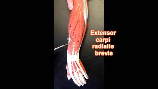 Muscles of the Forearm [upl. by Prochoras]