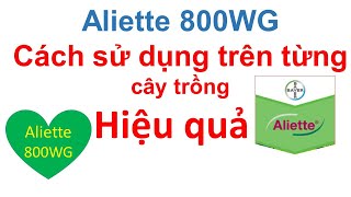 Aliette 800 WG cách quản lý bệnh vi khuẩn hiệu quả với thuốc Aliette  Antracol  Nativo  Bayer [upl. by Euqinobe434]