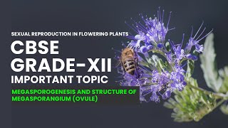 CBSE Grade XII Biology  Megasporogenesis and Structure of Megasporangium Ovule Video Lecture [upl. by Calia]