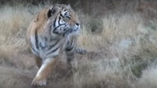 Male tiger gets killed by his son in territorial fight [upl. by Manbahs100]