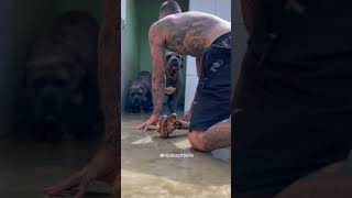 🥋dragonspitkennel pitbulldog tattoos pitbullpuppy pitmonster [upl. by Kennet132]