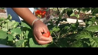 5 Seeds to snack  Organic nasturtium wafles  in 2 Months [upl. by Ekle]