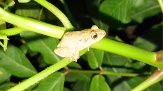 Johnstones whistling frog  Rana silbadora de Johnstone ‘Eleutherodactylus johnstonei’ [upl. by Ynottirb]