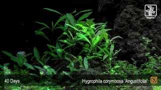 Hygrophila costata Angustifolia [upl. by Candi]