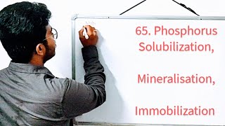 65 MINERALIZATION IMMOBILIZATION amp PHOSPHORUS SOLUBILIZATION  A SOIL PROFILE PROCESS [upl. by Weiner]