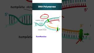 DNA Replication Enzymes functions quickrevision class12 2025boards [upl. by Tedric332]