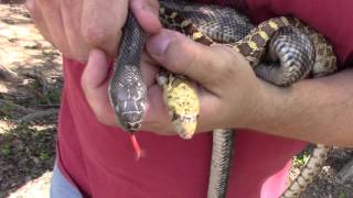 Texas ratsnake vs bullsnake [upl. by Benetta]