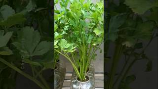 How to Grow Coriander at Home Using Plastic Bottles plants farming shorts [upl. by Stanfield]